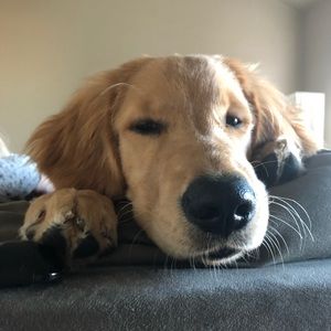 Meet your Posher, Max